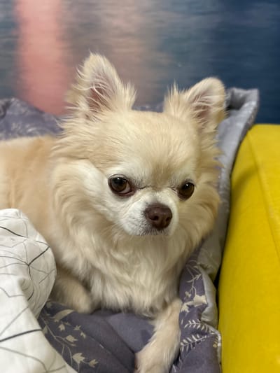 A long-haired, cream-colored Chihuahua lies on a bed covered with a white patterned blanket and a purple floral blanket. The dog is facing the camera, with its head slightly tilted. Its eyes are dark brown, and its nose is dark brown. The background is blurred, showing a wall with pink and blue hues. To the right, a bright yellow object is visible, which appears to be part of the bed or a cushion. The image is a close-up shot of the dog, with its body mostly obscured by blankets. There is no indication of Musorka, Russia in the image.