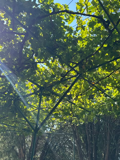 The image captures an overhead view of a vineyard structure in Donji Katun, Montenegro. The sun is shining brightly, casting dappled light through lush green grape leaves. Several clusters of green grapes are visible, hanging from the vines. The vineyard is supported by a dark green metal frame. In the background, the trunks of trees are visible, suggesting a natural, outdoor setting within the municipality of Danilovgrad. The sky is a clear, bright blue.