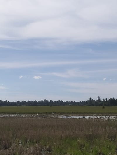 This is a landscape photograph taken in Bayu, Indonesia, depicting a rural scene. The image is dominated by a vast expanse of sky, featuring scattered white clouds against a pale blue backdrop. A thin, horizontal band of lighter clouds stretches across the middle ground of the sky.

Below the sky, a line of lush green trees forms a dense border, with several prominent palm trees standing out. The foreground transitions from a field of dry, brown vegetation to a shallow body of water reflecting the sky, interspersed with patches of green grass. In this watery area, a flock of white egrets, likely Cattle Egrets, are visible, some standing and others in motion, suggesting they are foraging. The overall impression is one of a peaceful, natural environment. The lighting indicates it is daytime, possibly late morning or early afternoon, with the weather appearing clear and fair. There is no visible text in the image.