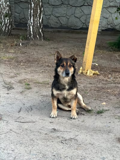 A medium-sized dog with tan and black fur sits on a dirt ground in front of a stone wall with two birch trees to its left. A yellow pole is to the dog's right. The dog is facing the camera with its head slightly tilted. Its ears are perked up, and its eyes are looking directly forward. The dog's front paws are positioned in front of it, and its hind legs are extended to the side. The ground is covered with dirt and scattered dry leaves and grass. In the background, the stone wall appears to be part of a building or fence. The two birch trees have white bark with black markings. The yellow pole is painted and appears to be a structural element. The scene is outdoors, and the lighting suggests it is daytime.