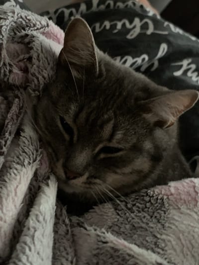 A close-up shot shows a tabby cat sleeping, nestled within a plush blanket. The blanket has a grey background with white cursive writing and is draped around the cat. The cat's fur is a mix of grey and black stripes. Its eyes are closed, and its head is tilted.