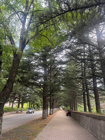 In Dilijan, Armenia, a tree-lined street features a grey car driving on the left side of the road, while a paved pedestrian walkway runs alongside a concrete wall. The walkway is bordered by tall, mature trees with dense green foliage, creating a shaded canopy over the path. A person is seated on a bench near the wall, accompanied by a red suitcase. Further down the walkway, other individuals are visible in the distance. The scene is characterized by lush greenery and the presence of both vehicular and pedestrian traffic.