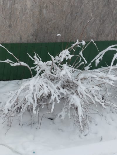 The image depicts a snow-covered bush in what appears to be a winter scene in Krasnogorskoye, Russia. A green wooden fence is visible in the background, topped by a gray, textured surface. The branches of the bush are heavily laden with snow, and the ground is completely covered in snow. The scene suggests a cold, overcast day with significant snowfall.