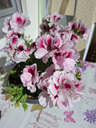 The image depicts a close-up view of a potted plant with numerous light pink and white flowers, accented with dark pink or magenta markings. The flowers have delicate, ruffled petals. The plant is placed on a table covered with a white tablecloth featuring a pattern of script, floral motifs, and a pink butterfly. In the background, a light-colored wall and a window or door frame are visible, suggesting an outdoor or semi-outdoor setting. The lighting indicates it is daytime, with shadows cast on the wall and the tablecloth. The scene is likely a domestic setting, possibly a balcony or patio, in the city of Trier, Germany. No people are present in the image, and no specific actions or interactions are depicted. The focus is entirely on the floral subject and its immediate surroundings.