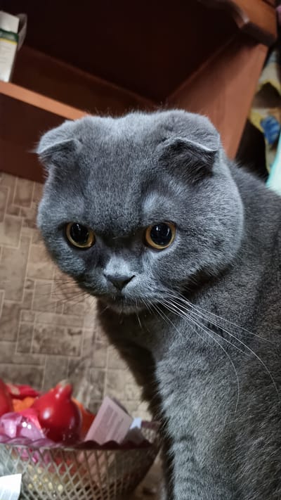 The image shows a close-up of a grey Scottish Fold cat's face. The cat has large, round, amber-colored eyes and folded ears. Its fur is short and dense. The background is blurred, but appears to be an indoor setting with a tiled wall and some shelves. A basket containing red objects, possibly decorative fruits or toys, is visible in the lower left corner. The cat's gaze is directed slightly downwards and to the left. The lighting is artificial and casts soft shadows. The image is taken at eye-level with the cat. There is no visible information indicating the location in the city of Vysokoe, Russia.