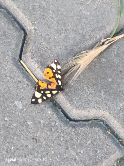A butterfly with orange and black wings, spotted with white markings, is resting on a cracked concrete surface. The butterfly is positioned diagonally on the surface, with its wings spread open. A thin, light-colored stem with feathery seeds extends from the right side of the image, near the butterfly. The concrete is composed of interlocking hexagonal or octagonal pavers, with visible cracks between them. Small stones and pebbles are embedded in the concrete. A thin, dark-colored object, possibly a twig or a piece of debris, runs along one of the cracks to the left of the butterfly.
The scene appears to be outdoors, likely in a paved area like a sidewalk or patio. The lighting suggests it might be daytime, with sunlight casting subtle shadows. No people are visible in the image.
The bottom left corner of the image contains visible text: "REDMI NOTE 12 PRO+ 5G". This is a watermark indicating the device used to capture the photograph.
The overall mood is calm and observational, focusing on the small details of nature interacting with an urban environment. The image is a close-up view, highlighting the texture of the concrete and the intricate patterns on the butterfly's wings.