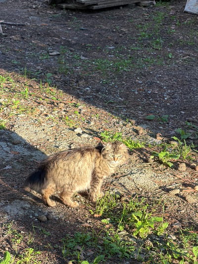 A medium-haired tabby cat with green eyes stands on a dirt ground with sparse green vegetation and pinecones. The cat is partially illuminated by a diagonal shaft of sunlight. The background shows more dirt, vegetation, and some wooden planks. The image appears to have been taken outdoors, likely in a rural or semi-rural setting.