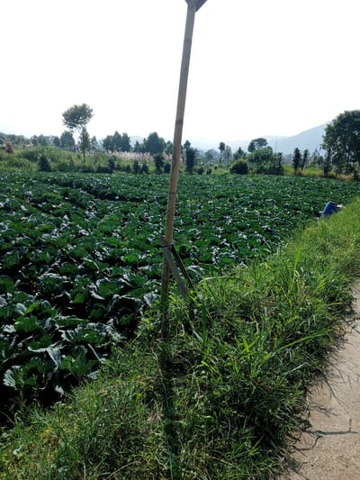 The image shows a field of cabbage plants in Ban Katan, Laos. The field is densely planted with green cabbages, extending to the horizon. In the foreground, there's a wooden support structure or post standing, with overgrown green grass and weeds. A concrete path or road runs along the edge of the field. In the background, there are distant trees and a slightly visible mountain range. A blue plastic object is also visible near the edge of the field. The sky appears bright and clear.