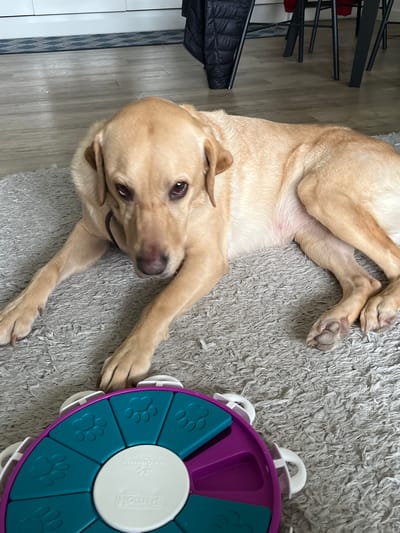 A light-colored Labrador retriever lies on a light gray shag carpet. The dog is positioned with its head towards the lower left corner of the image and its body extending towards the upper part. Beside the dog is a purple and teal circular puzzle toy, which the dog's paw is partially touching. The flooring under the rug is wood-patterned. In the top left corner, a black metal frame is visible, along with a black puffy jacket, and a red object. The location is identified only as Borough of Runnymede, United Kingdom.