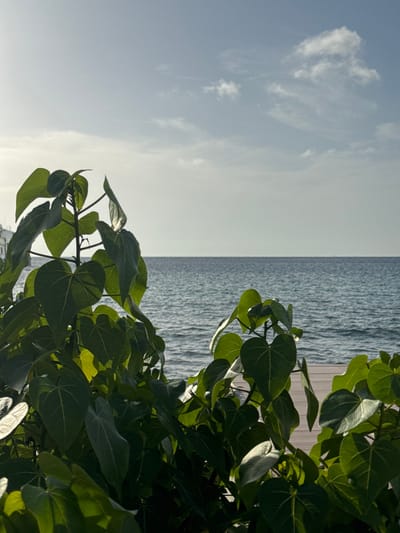 The image displays a daytime coastal scene in San Miguel de Cozumel, Mexico. The foreground is occupied by a dense arrangement of vibrant green tropical foliage featuring large, heart-shaped leaves, some illuminated by direct sunlight creating highlights, while others remain in shadow. Behind the foliage, the calm, blue-green expanse of the Caribbean Sea extends horizontally, displaying minor surface ripples, to meet a distinct horizon line. The sky above is light blue with scattered white cumulus clouds. On the far left, a portion of a light-colored, possibly white, vertical structure is partially visible behind the foliage. On the right side of the mid-ground, a section of light-toned wooden decking, composed of parallel planks, is discernible near the water's edge. No individuals or active subjects are present.