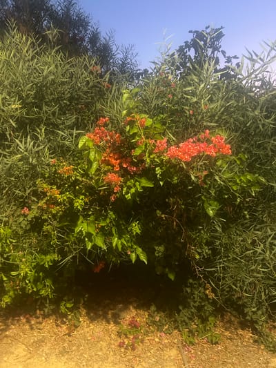 A medium shot captures a dense bush with clusters of small, bright orange flowers and abundant green leaves. The bush is situated in a natural outdoor environment, with a sandy, light brown ground in the foreground. The background is filled with more dense green foliage, creating a textured wall of greenery. The sky above is a clear, light blue. This scene is located in Hof HaCarmel Regional Council, Israel.