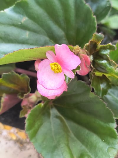 A close-up, eye-level shot focuses on a vibrant pink begonia flower with a bright yellow center. The flower is surrounded by large, glossy green leaves with serrated edges. The background is blurred, with hints of other pink flowers and green foliage, suggesting a garden or potted plant setting. The overall lighting is natural and soft. The scene is likely located in a private garden or a public park in Rivne, Ukraine, given the absence of urban structures and the presence of lush greenery.