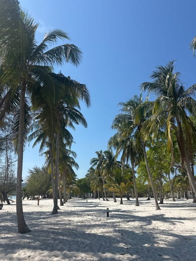 A sunny beach scene features rows of tall, slender palm trees. Their fronds sway in the breeze against a clear blue sky. The trees cast long shadows on the light-colored sand, suggesting a bright, midday sun. Some lower bushes are visible in the gaps between the palm trees. The scene evokes a tropical, relaxing atmosphere.