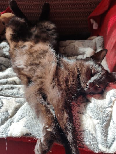 In Krichim, Bulgaria, a black cat with tabby markings is lying on its back on a soft, patterned blanket. The cat's eyes are partially closed, and it appears to be relaxed and possibly sleeping. Sunlight is casting shadows on the cat and the blanket, creating a warm and peaceful atmosphere. The background includes a red blanket and what appears to be a stuffed animal, suggesting a comfortable indoor setting.