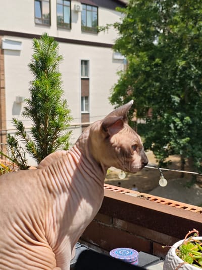 A hairless cat, likely a Sphynx, is perched on a balcony railing, looking to the right. The cat is a light pink color with visible skin folds. Behind the cat, a small coniferous tree stands prominently, its needles a vibrant green. In the background, a light-colored building with multiple windows and an air conditioning unit is visible. Lush green trees form a backdrop to the right of the building. A string of small, round lights is draped across the railing in front of the cat. The railing itself appears to be made of rusty metal and brick. A small, decorative tin with a circular pattern and a white potted succulent are also on the railing, to the lower right of the cat. The overall scene suggests an outdoor setting, likely in a residential area of Pyatigorsk, Russia, given the architectural style and vegetation.