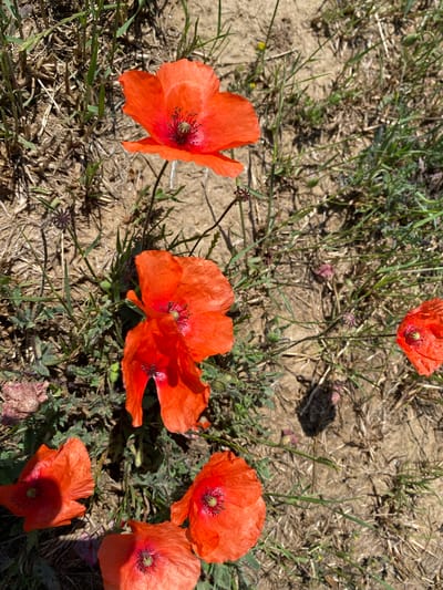 This image captures an outdoor natural scene in Balgarchevo, Bulgaria, featuring multiple vibrant red common poppies (Papaver rhoeas) thriving in arid terrain. The ground is composed of light brown, dry soil mixed with sparse green grass and significant amounts of dead, straw-like vegetation. Seven individual poppy blooms are discernible. A solitary, fully open poppy with dark central stamens and a green seed pod is prominently positioned in the upper-central area. Directly below, a cluster of three open poppies, also displaying dark centers, is located on the mid-left. A partially visible poppy is situated on the far right. In the lower left, two additional poppies are present, one fully open and the other partially obscured. Another fully open poppy is visible in the lower-central frame. Thin, herbaceous stems bearing undeveloped flower buds are interspersed among the poppies, and at least two dark, dried poppy seed heads are visible. The scene is brightly illuminated by direct sunlight, casting sharp shadows on the dry ground. No individuals, animals, or man-made structures are observed within the frame.