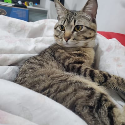 A tabby cat lies on its side on a white blanket with a pink floral print. The cat is mostly brown with dark stripes. The cat's head is tilted toward the camera. Behind the cat, a blue box and other objects are visible. The location is not discernible from the image.
