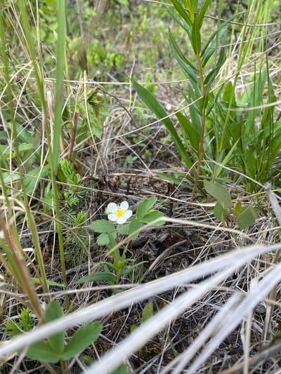 A close-up, eye-level, outdoor, natural light photograph captures a small white flower with yellow stamens at the center. The flower is surrounded by dry grass, some green leaves, and a tiny evergreen seedling. In the background, more green plants and dry vegetation are visible. The overall scene is one of a wild, untamed environment. The image is undated and does not contain any identifiable landmarks that would indicate a specific location within Haines Junction, Canada.