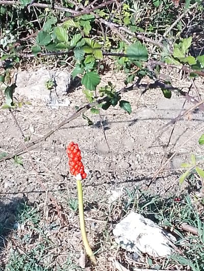 A single stalk of Arum maculatum, also known as Lords-and-Ladies, is visible in a natural setting. The plant features a tall, pale green stem with a cluster of bright red berries at its apex. The background consists of dry, cracked earth, sparse green grass, and thorny branches from what appears to be a bramble bush. The scene is lit by sunlight, casting shadows and highlighting the textures of the ground and foliage. The location is identified as Valle Castellana, Italy. There are no people or animals visible in the image.