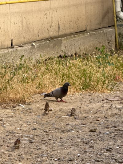 The image shows a pigeon standing on a rough, gravelly surface next to a patch of dry, yellowing grass. The pigeon is facing left, with its head slightly tilted upwards and its wings tucked in. Several small sparrows are scattered around the pigeon, some pecking at the ground. The scene appears to be outdoors, with sunlight casting shadows, suggesting it is daytime. The ground is uneven and contains small stones and debris. In the background, a concrete structure with a yellow pipe running along it is visible, potentially indicating an urban or semi-urban environment. The overall impression is one of common birds in a natural or semi-natural setting. The image is taken with the camera oriented vertically, meaning the ground is depicted as running from top to bottom of the frame. There is no visible text in the image.