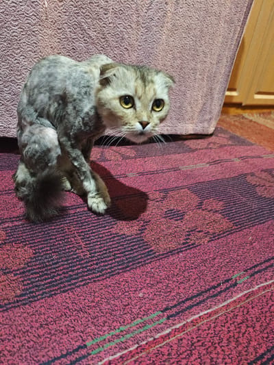 The image shows a domestic cat with a short, uneven haircut sitting on a red and black striped carpet. The cat is partially visible, with its head turned to the right, and its body hunched over. The background consists of a textured pink surface, possibly a sofa or wall, and a wooden cabinet. The lighting suggests an indoor setting, and there are no elements in the image that would indicate its location in the city of Shu, Kazakhstan.