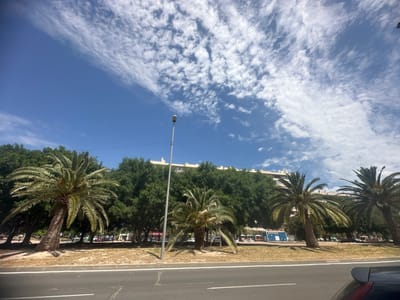 The image captures a street scene in Alicante, Spain, under a bright blue sky dotted with wispy white clouds. In the foreground, a paved road with white lane markings runs horizontally across the bottom of the frame. To the left of the road, a grassy area with dry, yellowish-brown grass is visible, bordered by a curb and a low white concrete barrier.

Several palm trees with their characteristic fronds dominate the middle ground. The largest palm tree, on the far left, leans significantly to the right. Behind the palm trees, a dense line of mature green trees forms a backdrop. Beyond the trees, a multi-story building with a light-colored facade and numerous windows is visible. A tall, slender lamppost stands prominently in front of the trees, to the left of center.

In the background, through the trees and to the right, there are glimpses of other buildings, parked cars, and some street furniture, suggesting an urban environment. The overall impression is of a sunny day in a coastal city, likely a boulevard or parkway with a distinct Mediterranean feel.