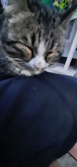 A domestic tabby cat is depicted resting, its eyes closed, positioned centrally on a dark blue fabric surface. The cat's fur exhibits a pattern of grey, dark brown/black stripes, and white markings, notably on its muzzle and chin, with subtle tan coloration around its closed eyelids. Visible whiskers extend horizontally from its snout. The background is out of focus, revealing a blurred white vertical object on the right side and indistinct patches of green, yellow, and dark colors above the cat's head. A faint reddish-brown surface is partially visible at the bottom right. This scene is located in Yangi-Khayat, Uzbekistan.