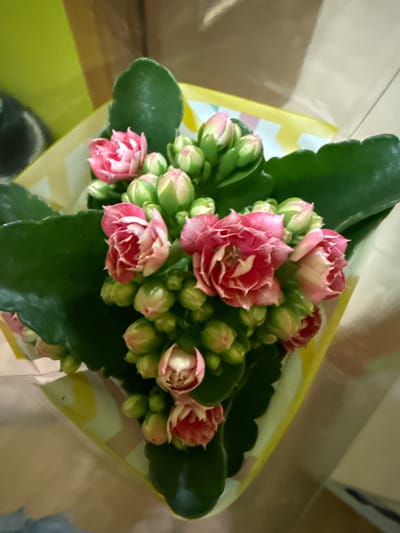 This media file features a close-up, overhead shot of a potted plant with vibrant pink and white flowers. The plant is adorned with numerous small, tightly closed buds, interspersed with a few fully opened, double-petaled flowers. The flowers have a ruffled appearance and transition from a deep pink at the center to a lighter pink and white at the edges. Large, dark green leaves with slightly serrated edges form a lush backdrop for the blooms.
The plant appears to be sitting on a decorative yellow and white patterned material, possibly wrapping or a placemat. A clear plastic film overlays the entire scene, creating reflections and a slightly diffused effect, suggesting the plant might be in a display or recently purchased. The background is softly blurred, showing a muted, neutral tone, possibly an indoor setting.
The lighting is soft, indicating it's likely daytime, possibly indoors with ambient light. There are no people visible in the image. The focus is entirely on the floral subject, highlighting the delicate beauty and fullness of the flowering plant. The overall impression is one of natural beauty and freshness, possibly a gift or a decorative item for a home. No visible text is present in the image.