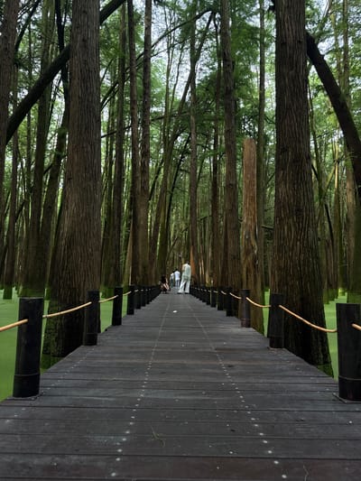 A wooden boardwalk cuts through a forest of tall, slender trees. The water surrounding the trees is a vibrant, unnatural green. A few people are visible on the boardwalk in the distance, appearing to walk away from the viewer. One person is wearing white, and another is crouched down. The trees are densely packed, and the canopy creates a diffused light. The boardwalk is made of dark wood planks and has wooden posts with rope railings. This scene is located in the Qianchi Scenic Area, Lin'an District, China.