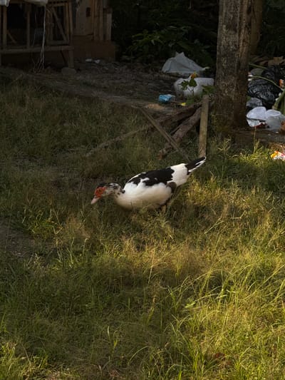 The image depicts a Muscovy duck with black and white plumage foraging in overgrown grass. The duck has a distinctive red face. In the background, there is evidence of a rural or semi-rural environment. To the left, a wooden structure with wire fencing is visible, possibly a coop or shelter. The ground appears uneven and covered with debris, including rocks and dirt. Towards the right, a concrete post stands next to a pile of discarded trash bags and other refuse, suggesting a less-than-ideal environmental condition. The overall scene is outdoors, with natural lighting that casts shadows across the grassy area. The image is likely taken in a location like Kalirancang, Indonesia, given the context provided, where such rustic settings and potential for unmanaged waste are common.