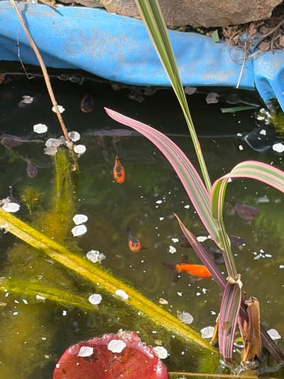 The image depicts a small, likely artificial, pond or water feature. The water is murky with visible algae growth. Several small fish, including goldfish and possibly other varieties, are present. Plant life, including a plant with striped pink and green leaves, is partially submerged in the water. The pond is lined with blue plastic or vinyl. White flower petals or debris float on the water's surface. The environment appears to be outdoors, with a rock or other material visible on the left edge of the frame. There is no evidence to directly identify the location as Resilovo, Bulgaria. There are no people present.