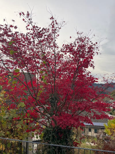 The image displays an outdoor scene in Oppenau, Germany, featuring a large deciduous tree with vibrant red, palmate leaves characteristic of autumn foliage. Some upper branches of this tree are partially bare against an overcast, light gray sky. Green ivy vines are observed climbing the lower trunk of the red-leafed tree, while another plant with lighter green, rounded leaves is partially visible to the immediate left. A dark-colored metal railing or fence spans the lower foreground, indicating an elevated viewing position.

In the mid-ground, situated below and behind the prominent red-leafed tree, several residential buildings with sloped roofs are discernible. These roofs are covered with reddish-brown tiles. One visible roof section is equipped with multiple dark, rectangular solar panels. The buildings exhibit light-colored facades. The background consists of rolling hills densely covered with trees, which appear to be in various stages of autumn color or defoliation, under the continuous overcast sky. No human figures, animals, or explicit actions are present in the frame.