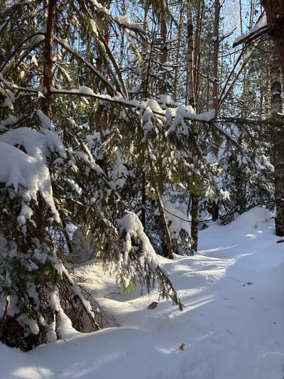 This image displays a static winter forest scene located in Kol'tsovo, Russia. The environment is dominated by coniferous trees, primarily fir or spruce, with their branches heavily laden with a thick layer of fresh, white snow. Bright sunlight filters through the tree canopy, illuminating the snow-covered foliage and ground, while casting long, distinct shadows across the undisturbed snow. In the background, a mix of coniferous and deciduous trees, including some with light-colored bark possibly identifying them as birch, are visible against a clear blue sky. The ground is uniformly covered in deep, pristine snow. A single, dry brown leaf rests on the snow in the lower right portion of the frame. No human individuals, animals, or man-made objects are visible.