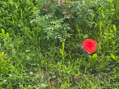 A single, vibrant red rose is the focal point of this image, blooming amidst a dense and lush green environment. The rose is positioned in the lower right quadrant of the frame, its petals unfurled and catching the light. Surrounding the rose is a variety of green foliage, including grasses, leaves, and what appear to be clover plants. In the background, there is a rose bush with darker green leaves and reddish-purple stems, interspersed with more greenery. The ground beneath the plants is visible in some areas, appearing as dark soil. The scene suggests a natural outdoor setting, possibly a garden or a wild patch of greenery within the city of Straldzha, Bulgaria. There are no people or animals present in the image.