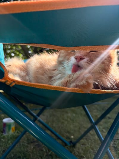 A ginger cat is resting in a teal fabric chair with orange trim. The cat is lying down, facing the viewer, and appears to be grooming its paw. Sunlight is casting shadows and highlights on the cat. The background is blurred, showing green grass and trees, suggesting an outdoor setting. In the lower left of the image, a small cylindrical object with green and yellow labels is visible on the grass. The chair is made of teal-colored metal tubing. There is no visible indication of the location being in Peniki, Russia.