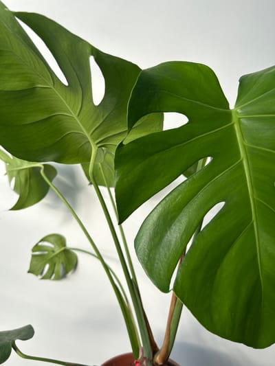 This media file is a close-up, high-angle shot of a Monstera deliciosa plant against a plain, white background. The plant's large, green, fenestrated leaves dominate the frame, with their characteristic holes and splits clearly visible. The leaves are vibrant and healthy, showcasing prominent veins. Several stems and petioles are also visible, connecting the leaves and extending out of frame. A hint of a reddish-brown pot can be seen in the upper right corner. The lighting suggests an indoor setting with diffused light, casting soft shadows on the white background, creating a clean and minimalist aesthetic. There is no discernible text or specific location cues within the image itself, other than the context provided of Rishon LeZion, Israel, which would be external information. The image focuses solely on the botanical subject matter.
