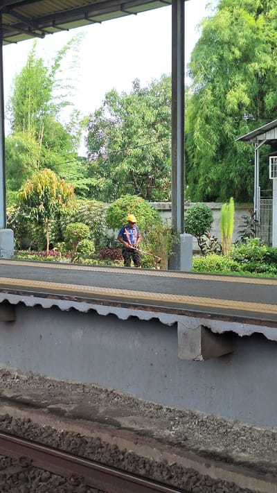 A medium-angle shot shows a man in a blue shirt, safety harness, and yellow hard hat using a tool to trim overgrown greenery next to a railway platform. The platform's edge is visible, with yellow safety lines. Adjacent to the platform, there is a gravel bed running along the tracks. Lush green foliage is dense and overgrown near the platform, creating a jungle-like atmosphere. Parts of a building are seen in the background, including a window. The location is near the train tracks in Karawang, Indonesia.