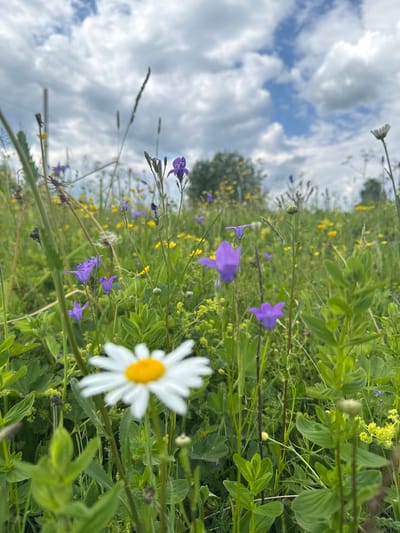 The image depicts a low-angle view of a meadow filled with wildflowers under a partly cloudy sky. The foreground is dominated by a large, out-of-focus daisy with white petals and a yellow center. Behind the daisy, numerous smaller flowers are visible, including purple bell-shaped flowers and clusters of small yellow flowers, interspersed with green grasses and foliage. A few tall stalks of dry grass are also present. In the background, a line of trees is visible against the sky. The overall impression is of a natural, uncultivated landscape. This scene is located in the city of Луптюг, Russia.