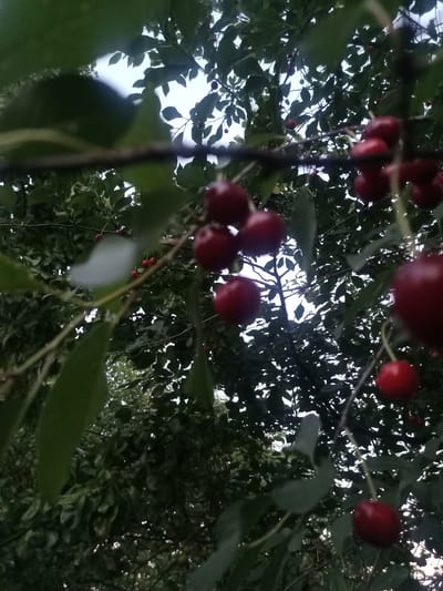 The image displays a close-up view of a cherry tree branch laden with ripe, dark red cherries. The cherries are clustered together, some in sharp focus and others appearing slightly blurred due to the shallow depth of field. The background consists of lush green leaves and the sky, which is overcast and bright. The perspective is looking upwards into the tree canopy. The scene is outdoors, suggesting a natural environment. The location is Yampil, Ukraine. No people or specific actions are depicted.