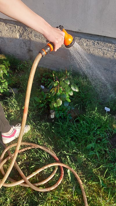 A person's arm and hand are visible on the left, holding an orange spray nozzle attached to a garden hose. The nozzle is spraying water onto a small rose bush with green leaves and buds. The rose bush is planted in a garden bed surrounded by grass. A coiled garden hose lies on the ground in the foreground. The background shows a concrete wall. The scene takes place outdoors, possibly in a residential area.