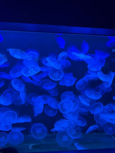 The image depicts a large group of jellyfish in a tank, illuminated with blue light. The jellyfish are the dominant subject, appearing translucent with visible internal structures. The tank itself is not entirely visible, but portions of the frame indicate it is made of glass or a similar transparent material. The location in Leipzig, Germany is not verifiable from the image alone. No people are fully visible, although a possible partial view of a person's hand is seen on the bottom right.