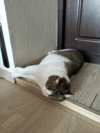 A cat is lying on a light-colored wooden floor, next to a wall and a dark-colored door. The cat has white fur on its chest and legs, and brown and grey fur on its back and head. It appears to be resting or sleeping. The location is Krykhivtsi, Ukraine.