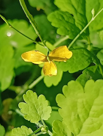 A close-up, slightly blurred photograph shows a small, bright yellow flower with four petals. The flower is suspended by a thin stem against a background of vibrant green leaves. The leaves are varied in size and shape, with some larger, lobed leaves and others smaller, more delicate ones. The lighting suggests it is daytime, with sunlight illuminating the flower and leaves. There is no indication of any human presence or activity in the image. The scene is a natural setting, likely outdoors, with the focus solely on the botanical elements. The image does not provide any context to determine a specific location within Biliaivka, Ukraine.