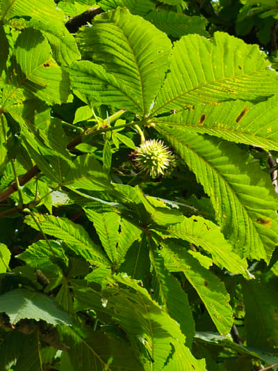 The image depicts a close-up view of lush green foliage, likely from a tree. Several large, serrated leaves dominate the frame, some showing signs of minor damage or discoloration. Nestled among the leaves, a spiky, green seed pod, possibly from a horse chestnut tree, is visible. The lighting suggests an outdoor setting, with sunlight casting shadows and highlighting the textures of the leaves. The background is filled with more greenery and branches, suggesting a natural or park-like environment. This scene could be found in any of the parks or green spaces within Rugby, United Kingdom, such as a section of Swift Valley Nature Reserve or within the grounds of a private garden. There are no people or animals present in the image.