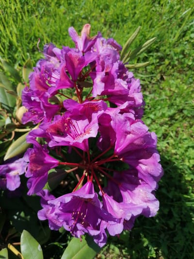 A cluster of vibrant purple rhododendron flowers is in full bloom against a backdrop of lush green grass. The flowers, with their delicate, ruffled petals, are arranged in a rounded inflorescence. Some of the petals exhibit darker pink or reddish markings, adding depth and texture to the blooms. Visible within one of the open flowers is a small bee, its body dusted with yellow pollen, actively engaged in collecting nectar.
The scene appears to be outdoors on a sunny day, suggested by the bright illumination and the sharp shadows cast on the grass in some areas. The green grass is varied in texture, with some blades appearing taller and more distinct, while other areas are a denser carpet. The light suggests it could be late morning or early afternoon. There are also hints of unopened buds and green leaves of the rhododendron plant visible, indicating the plant is in its prime blooming period. The overall impression is one of natural beauty and the active life of a garden. The provided context indicates this scene is located in Stropi, Latvia. There is no visible text in the image.