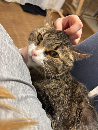 The scene, located in Krasny Klyuch, Russia, shows a domestic tabby cat being petted by a human. The cat, predominantly brown and black striped with white markings on its muzzle, chin, and chest, features prominent green-gold eyes and a pink nose. Its ears are slightly flattened back. A human hand, with light skin tone, is positioned on the cat's head, gently scratching or stroking it. The cat rests partially on the lap of an individual, whose clothing consists of light grey fabric visible on the left and dark blue fabric on the right. A small section of light-colored human hair is visible in the lower-left corner. The background is an out-of-focus indoor environment, revealing light wooden flooring and indistinct light-colored fabrics.