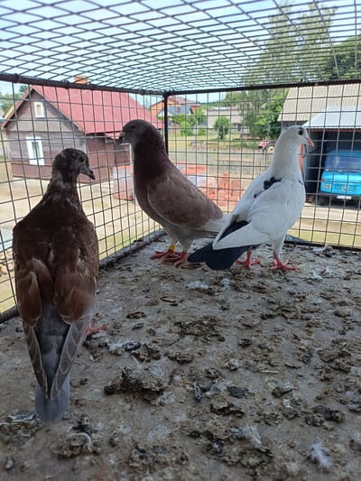 Three pigeons are inside a wire cage. The pigeon on the left is facing away from the camera and is brown and gray. The pigeon in the middle is facing left and is brown with a yellow band on its leg. The pigeon on the right is facing left and is white with black markings. The cage floor is covered in debris.
In the background, there are buildings and trees. A red-roofed house is visible on the left. A blue truck is parked to the right of the frame. The sky is overcast. The scene appears to be in a rural or semi-rural location. The time of day is daytime.