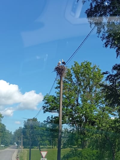 In Dirvonėnai, Lithuania, two white storks are perched in a large nest atop a utility pole. The nest is constructed of twigs and branches. The pole is located along a road, with trees and green fields visible in the background. The sky is clear and blue with a few white clouds. The image appears to have been taken from a vehicle, as evidenced by reflections on the left side of the frame.
