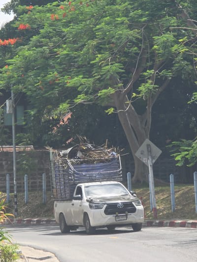 A white Toyota Hilux Revo pickup truck with a steel cage bed filled with branches and debris is driving on a paved road. The truck has a license plate that reads "3 กม 6893". The truck is surrounded by lush green trees with red flowers, a stone wall, and a metal fence. The sky is visible through the trees. The scene appears to be in a tropical or subtropical region.