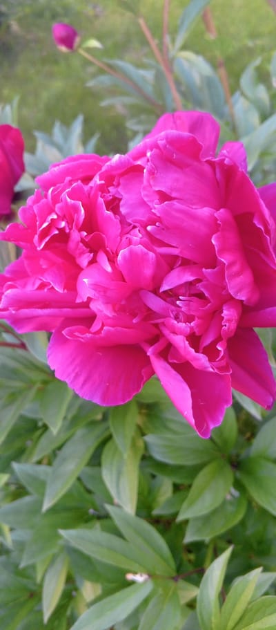 A close-up, vertical shot shows a vibrant, fuchsia-pink peony flower in full bloom. The peony dominates the center of the frame with its densely packed, ruffled petals. The background is a soft blur of green foliage and grass, suggesting an outdoor setting. In the upper left corner, a small, pink peony bud is visible, also out of focus. The image appears to be taken in the city of Папярнянскі сельскі Савет, Belarus, given the context provided. No people or actions are depicted.